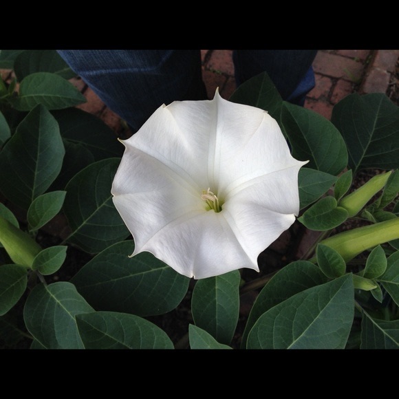 Meet your Posher, Jennifer - Picture 2 of 2